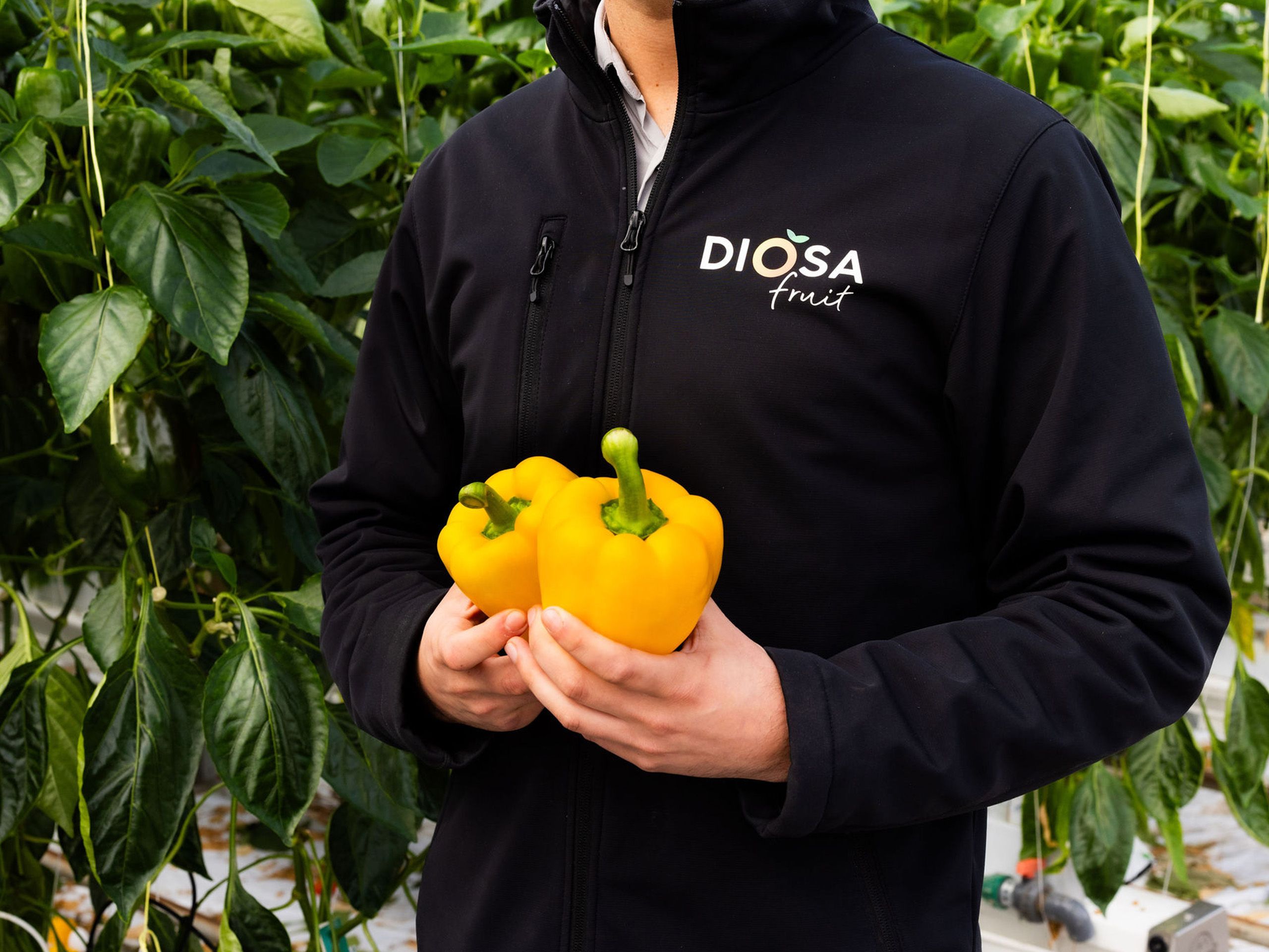 Oostland Company diosa fruit