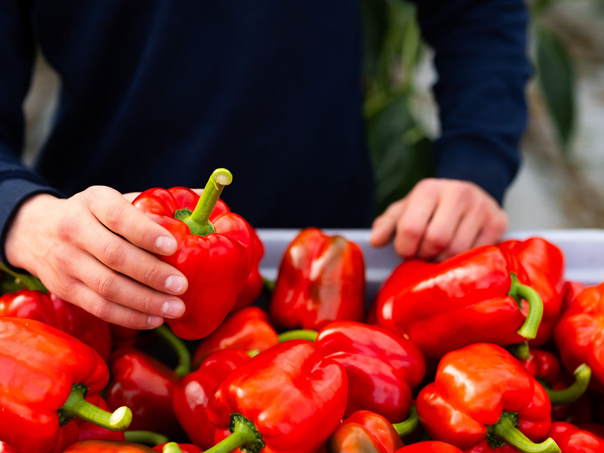 Oostland Company hoofd teelt paprika