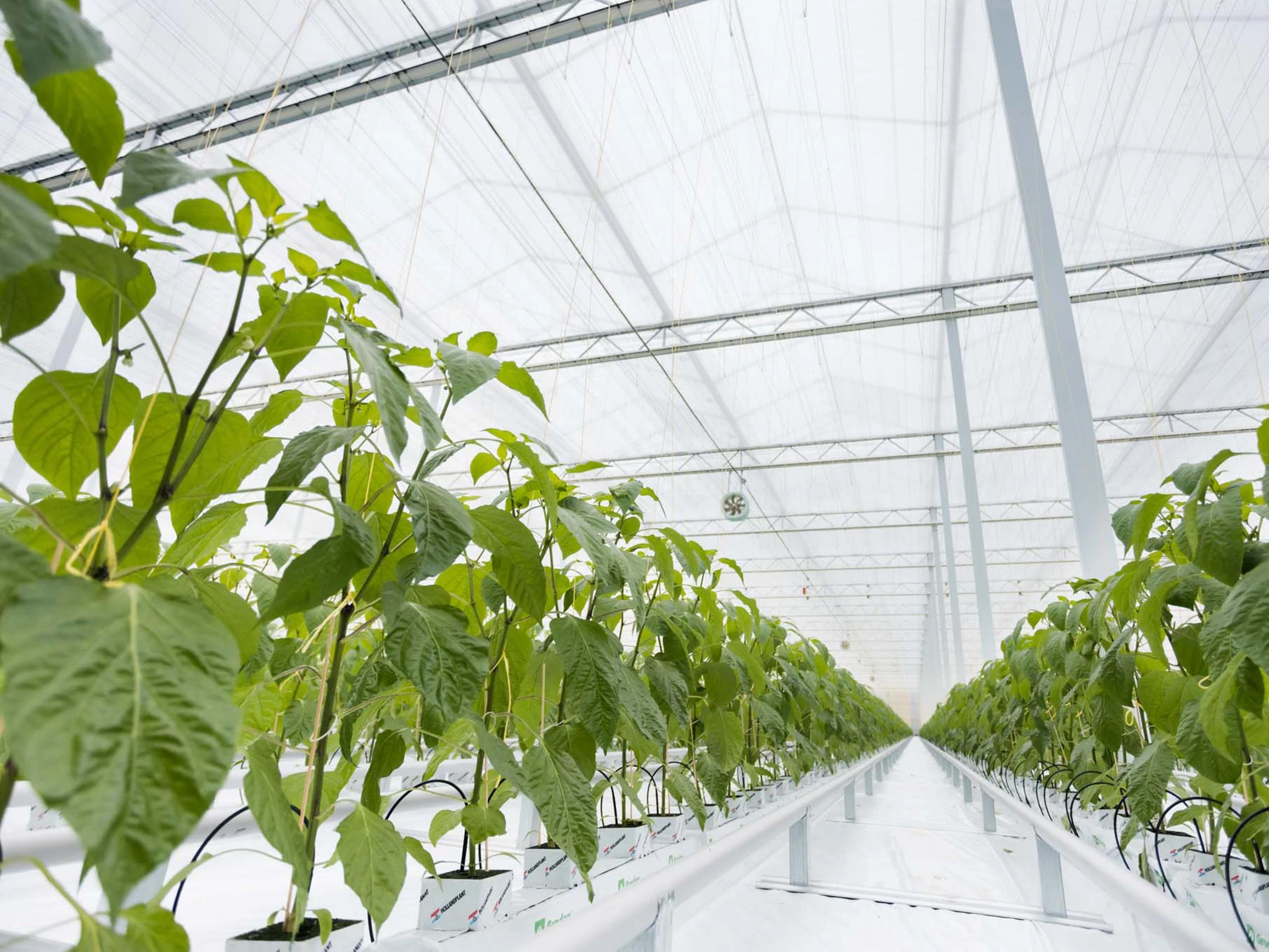 Oostland Company groeien onder de beste omstandigheden